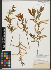 Foto von Salix triandra subsp. amygdalina (L.) Schübl. & G. Martens